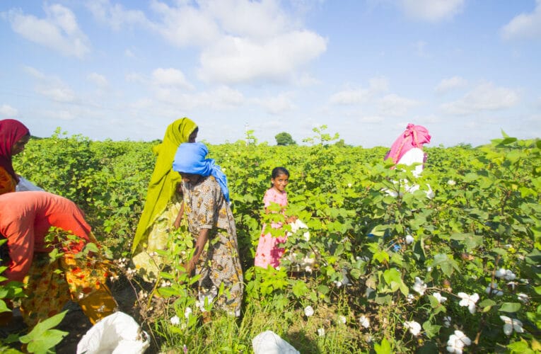 कापूस सोयाबीन प्रती हेक्टरी 5000 रुपये अनुदान वाटप सुरू soyabean cotton subsidy 2025